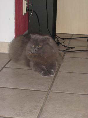 Der K�nig der Perser