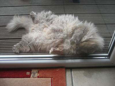 Dieses faule Luder 2