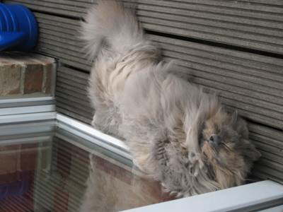 Dieses faule Luder 3