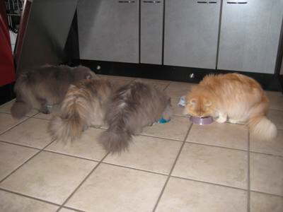 F�tterung der kleinen Raubtiere