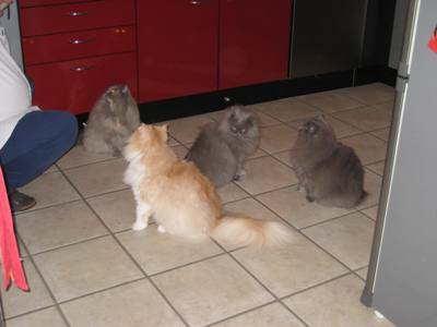 Leckerlis f�r die Raubtiere