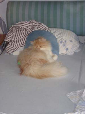 Max-Der Scheinheilige