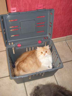 Max im Transporter 2