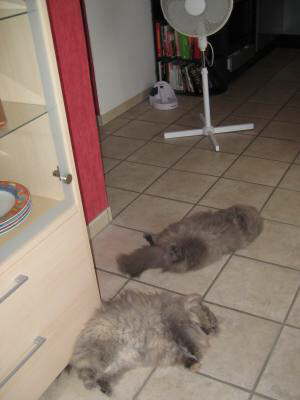 Tom und Lisa k�hlen sich den Pelz 2