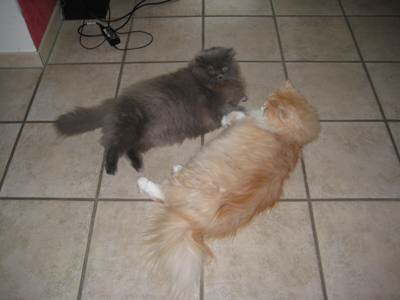 Zwei Freunde Tom und Max