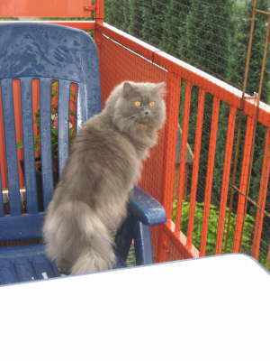 Ein wetterfester Perser...